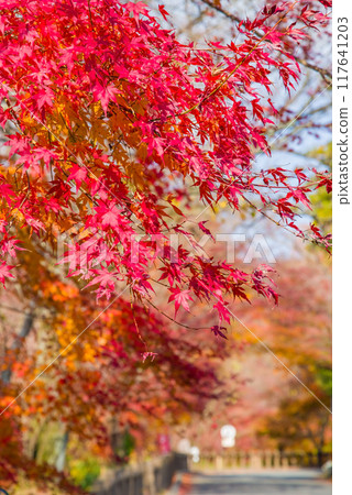 【水澤紅葉谷】的紅葉（三重縣四日市市） 117641203