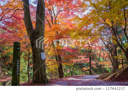 【水澤紅葉谷】的紅葉（三重縣四日市市） 117641217