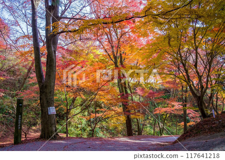 【水澤紅葉谷】的紅葉（三重縣四日市市） 117641218