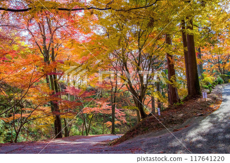 Autumn leaves at Mizusawa Momiji Valley (Yokkaichi City, Mie Prefecture) Autumn leaves at Mizusawa Momiji Valley (Yokkaichi City, Mie Prefecture) 117641220