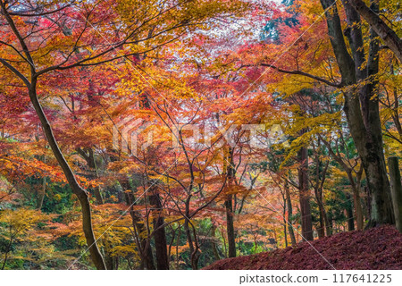 【水澤紅葉谷】的紅葉（三重縣四日市市） 117641225