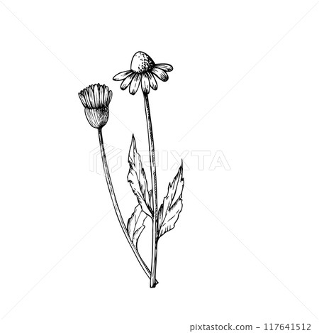 Vector Chamomiles. Hand painted linear flowers. Graphic daisy isolated on background. Botanical and wedding illustration. For designers, invitations, decoration, postcards, wrapping paper 117641512