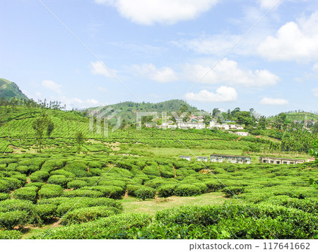 Tea gardens 117641662