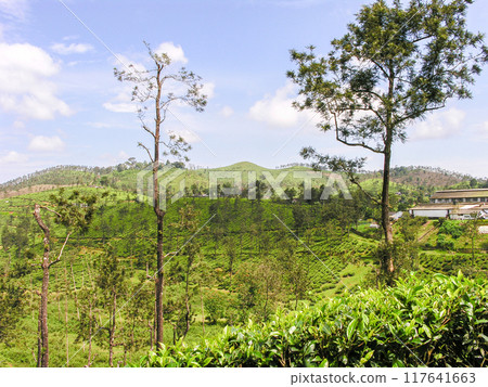 Tea gardens 117641663