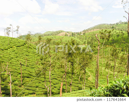 Tea gardens Tea gardens 117641664
