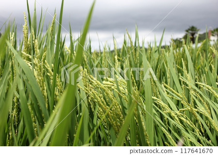 South Sea, German Village, South Korea July Rice Ears Blown by the Wind South Sea, German Village, South Korea July Rice Ears Blown by the Wind 117641670