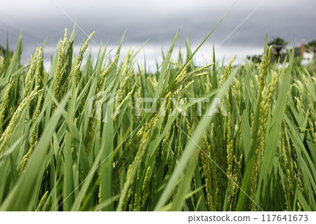 South Sea, German Village, South Korea July Rice Ears Blown by the Wind South Sea, German Village, South Korea July Rice Ears Blown by the Wind 117641673