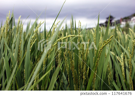 South Sea, German Village, South Korea July Rice Ears Blown by the Wind South Sea, German Village, South Korea July Rice Ears Blown by the Wind 117641676