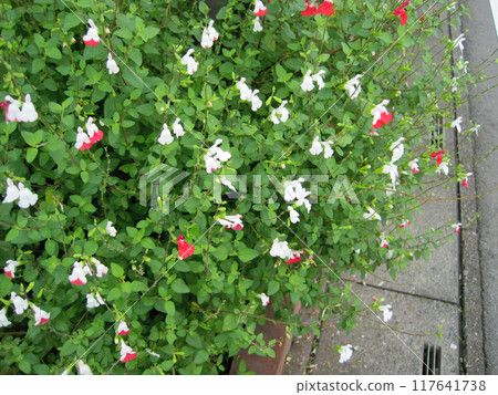 Cherry Sage (Hot Lips) 照片 Cherry Sage (Hot Lips) 照片 117641738
