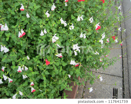 Cherry Sage (Hot Lips) 照片 Cherry Sage (Hot Lips) 照片 117641739