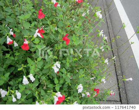 Cherry Sage (Hot Lips) 照片 Cherry Sage (Hot Lips) 照片 117641740