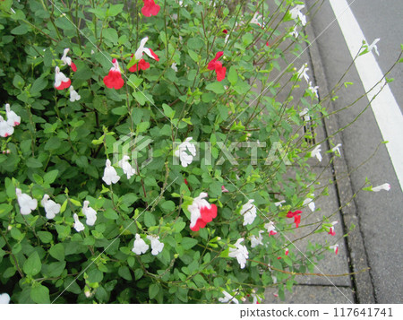 Cherry Sage (Hot Lips) 照片 Cherry Sage (Hot Lips) 照片 117641741