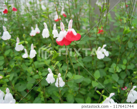 Cherry Sage (Hot Lips) 照片 117641744