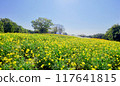Cosmos Hill 117641815