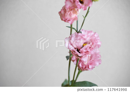 土耳其風鈴草 土耳其風鈴草 117641998