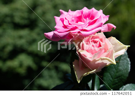 Pink roses 117642051