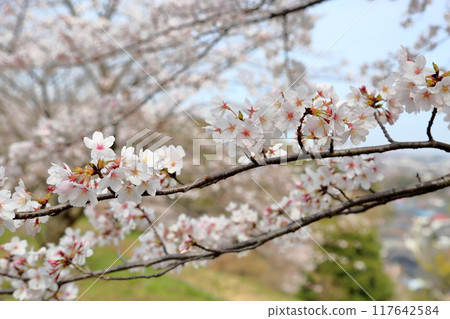 櫻花盛開，染井吉野 117642584