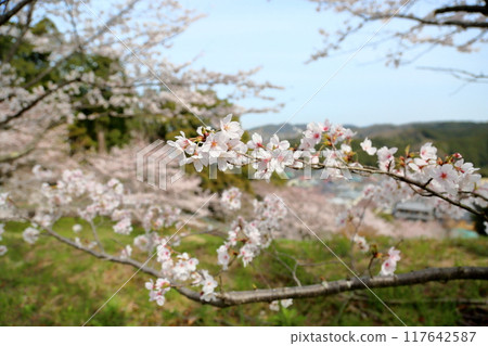 Cherry blossoms Somei Yoshino in full bloom 117642587