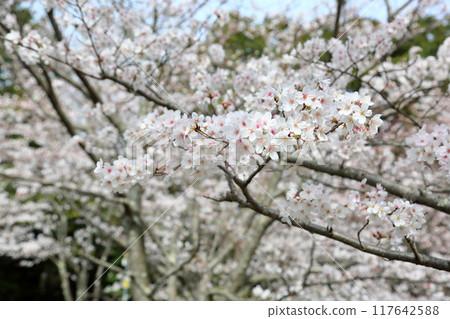 櫻花盛開,染井吉野 櫻花盛開,染井吉野 117642588