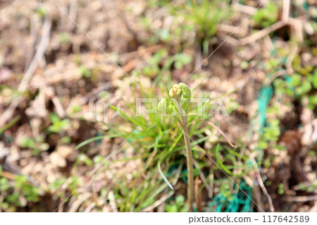 Wild plants bracken Wild plants bracken 117642589