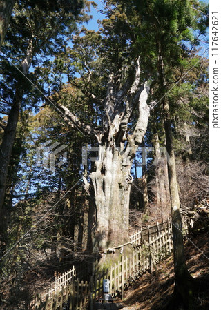 Tamaki Shrine/Jindai Cedar Tamaki Shrine/Jindai Cedar 117642621