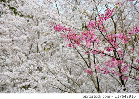 櫻花,陽光,盛開 櫻花,陽光,盛開 117642910