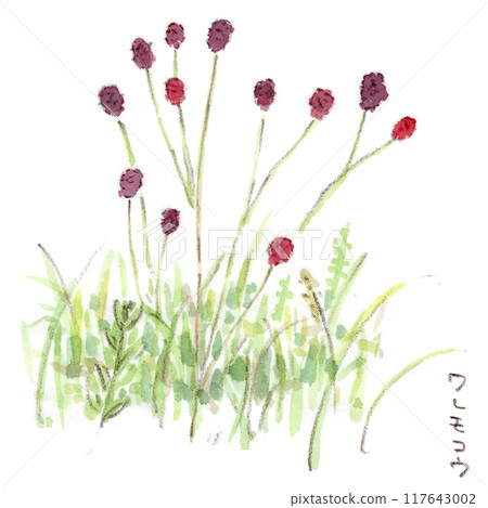 秋季植物、深紅色糖果狀花朵和開花植物的水彩插圖 秋季植物、深紅色糖果狀花朵和開花植物的水彩插圖 117643002