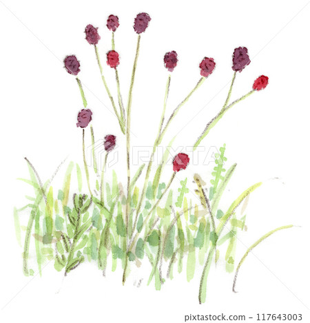 Autumn plant, deep red bonbon-like flower, watercolor illustration of sanguinea pig 117643003