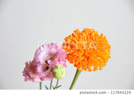 Marigolds and Turkish bellflowers 117643229