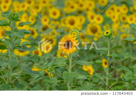 向日葵田恰逢盛開的景象 117643403