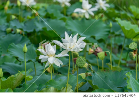 靜靜綻放的白蓮花與黃蜂的合作場景 117643404