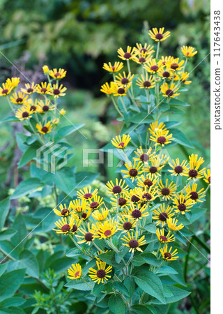 Rudbeckia Henry Eilers Yellow Flower Landscape 117643438