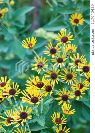 金光菊亨利·艾勒斯黃花景觀 117643439