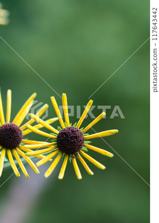 Rudbeckia Henry Eilers Yellow Flower Landscape 117643442