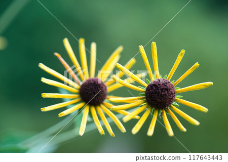 金光菊亨利·艾勒斯黃花景觀 117643443