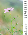 Pink Cosmos 117643486