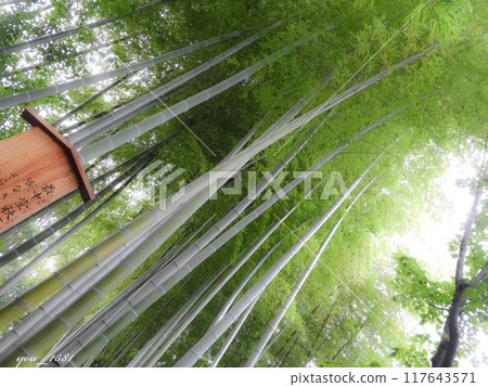 Look up at the bamboo grove Look up at the bamboo grove 117643571