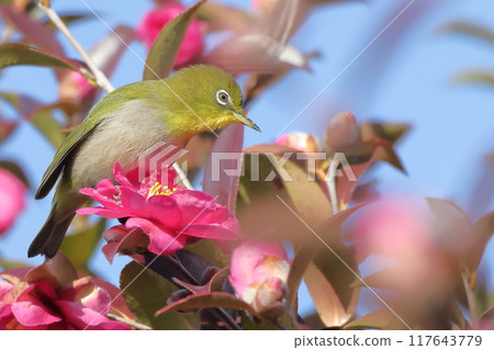 White-eye sucking the nectar of sasanqua White-eye sucking the nectar of sasanqua 117643779