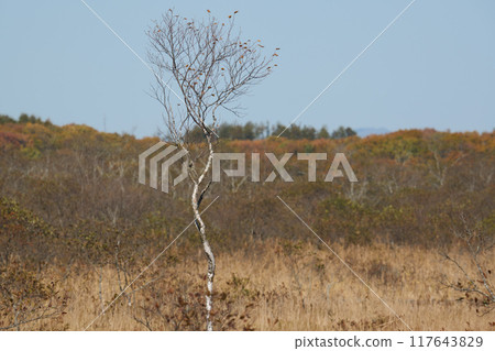 Kushiro moor in autumn Kushiro moor in autumn 117643829