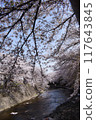 Scenery of cherry blossoms along Onda River 117643845
