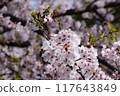 Scenery with cherry blossoms 117643849
