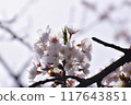 Scenery with cherry blossoms 117643851