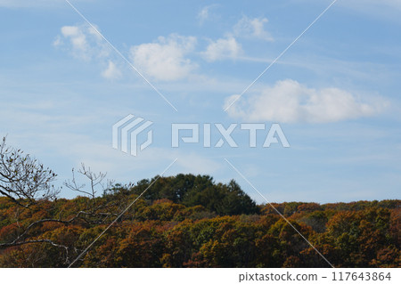 Kushiro moor in autumn 117643864