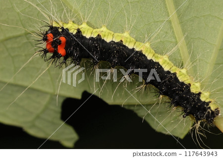 Living creatures: Insects: Mid-stage larvae of the small mountain moth. They feed on a wide variety of plants, including roses, beeches, dogwoods, maples, and walnuts. 117643943