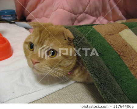 Cats crossing the futon 117644062