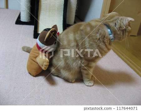 Sitting cat 117644071