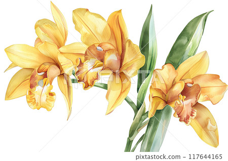 美麗的蕙蘭花 117644165