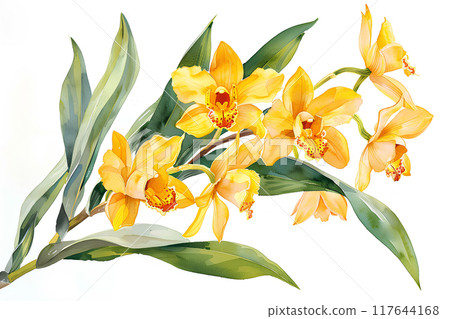 Beautiful Cymbidium flowers 117644168