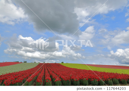 The scenery is decorated with vibrant flowers at Biei Shikisai-no-Oka 117644203