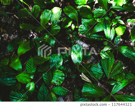 Tham Tarn Lod Noi Cave surrounded by lush green forest, nature trail at Chalerm Rattanakosin National Park, Kanchanaburi, Thailand. Tham Tarn Lod Noi Cave surrounded by lush green forest, nature trail at Chalerm Rattanakosin National Park, Kanchanaburi, Thailand. 117644321